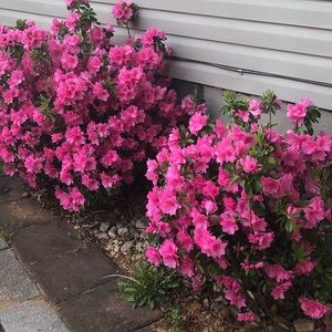 Meet your Posher, Rosa